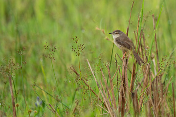 plain prinia Early spring morning, a bird sits on a branch
