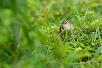 Plain prinia  perched on a  green branch 