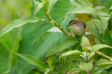Plain prinia  perched on a  green branch 