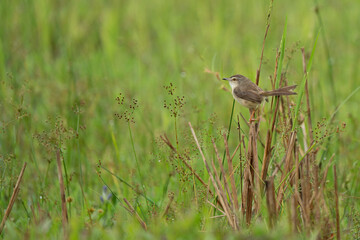 plain prinia Early spring morning, a bird sits on a branch
