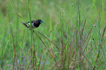 White-bellied munia perched on  plant branch 