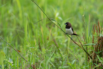 White-bellied munia perched on  plant branch 