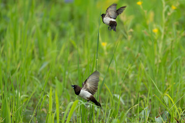 White-rumped munia  soaring through a vibrant green field of its wings spread wide