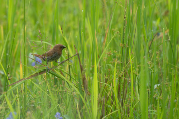 White-bellied munia perched on  plant branch 