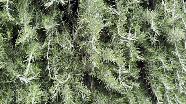 Video documentation of the Creeping Rosemary plant