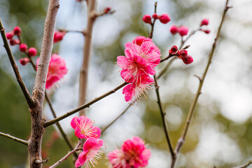熱海市の山麓にある広い公園。
美しい名勝地の入江、錦ヶ浦を見下ろす斜面の散策コースを歩いている。
静岡県熱海市-2025/2/1
