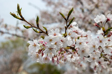 桜の花のクローズアップ