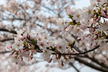 桜の花のクローズアップ