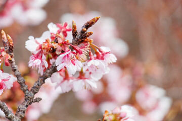 美しい熱海桜と水仙。
熱海市の山麓にある広い公園。
美しい名勝地の入江、錦ヶ浦を見下ろす斜面の散策コースを歩いている。
静岡県熱海市-2025/2/1

