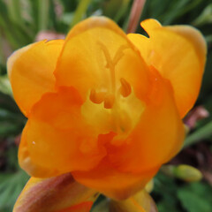 日本で春にフリージアが黄色い花を咲かせています