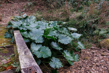 熱帯風のクワズイモ（サトイモ科）の葉。
英名学名：Tropical-style Chinese taro (Alocasia odora (Lodd.) Spach) leaves.
谷間いっぱいに広がる大きな花園。
熱海市の山麓にある広い公園。
美しい名勝地の入江、錦ヶ浦を見下ろす斜面の散策コースを歩いている。
静岡県熱海市-2025/2/1

