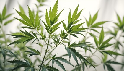 Fototapeta premium Natural fresh hemp bush on a white background. Cannabis