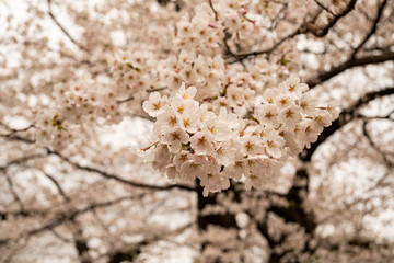 Fototapeta premium 満開の桜 松本城 公園 