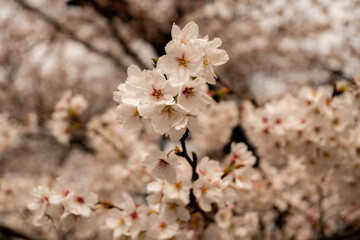 満開の桜　松本城　公園　