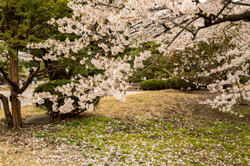 満開の桜　松本城　公園　