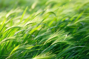 A close-up shot of blades of grass swaying in unison, illuminated by the warm sunlight, Blades of grass swaying in perfect unison