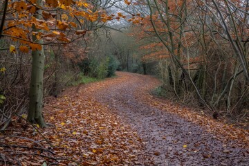 Obraz premium A winding path through a woodland in autumn, covered with fallen leaves, A winding path covered in fallen leaves