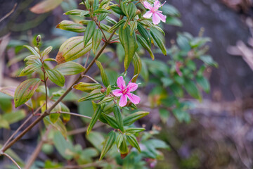 美しいノボタン（ノボタン科）。
英名学名：Beautiful night princess flower, Melastomataceae.

熱海市の山麓にある広い公園。
美しい名勝地の入江、錦ヶ浦を見下ろす斜面の散策コースを歩いている。
静岡県熱海市-2025/2/1
