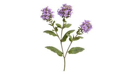Fototapeta premium a small plant with purple flowers on a transparent background, PNG image, PNG file, Generative art.