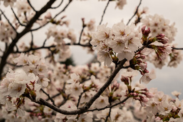 満開の桜　松本城　公園　