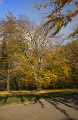 Obraz premium Park on a sunny autumn day. Trees with yellow leaves illuminated by the warm autumn sun. Yellow autumn leaves falling on the grass under the tree.