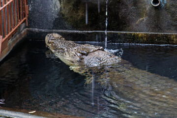 水面から顔を出すイリエワニ（クロコダイル科）。
英名学名：Salt-water crocodile (Crocodylus porosus, Crocodylidae) emerge from the surface of the water.
静岡県賀茂郡熱川-2025年
