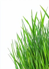 Close-up vibrant green grass