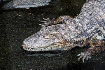 水面から顔を出すパラグアイカイマン（アリゲーター科）。
英名学名：Paraguayan caiman (Caiman yacare, Alligatoridae) emerge from the surface of the water.
静岡県賀茂郡熱川-2025年
