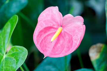 アンスリウム・ロイヤルピンクチャンピオン
英名学名：Anthurium andraeanum...