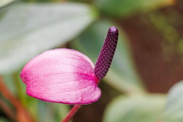 アンスリウム・ARCS
Anthurium hybrid 'ARCS'

美しいアンスリウム（サトイモ科）たち。
英名学名：Beautiful anthuriums (Araceae taro family).
静岡県賀茂郡熱川-2025年
