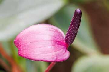 アンスリウム・ARCS
Anthurium hybrid...