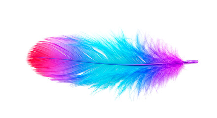 Close up of a vibrant feather with pink blue and purple hues against a black background space for text