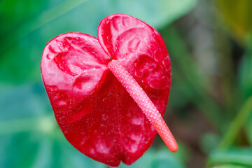 アンスリウム・アンドレアナム
英名学名：Anthurium...