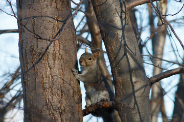 squirrel on a tree