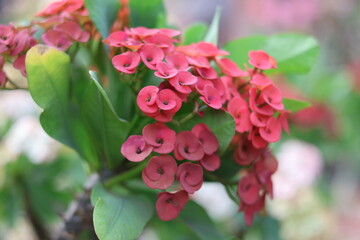 Detailed macro view of Euphorbia milii, also known as Crown of Thorns, blooming with vibrant red...