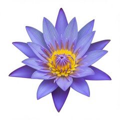 Fototapeta premium A close up shot of a vibrant purple lotus flower with a yellow center on a white background