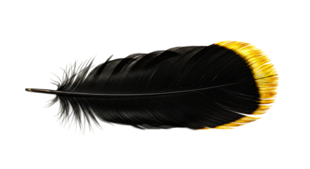 A single feather with black body and gold tip isolated against a black background in a studio shot