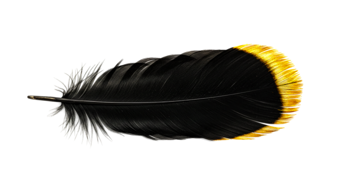 A single feather with black body and gold tip isolated against a black background in a studio shot