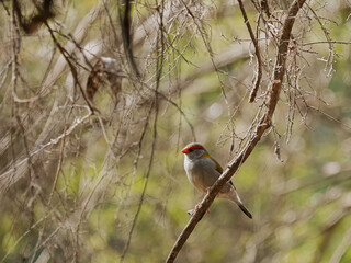 Red Browed Finch In Bush