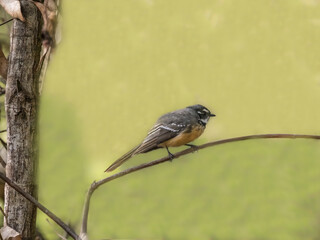 White Browed Scrub Wren Angled