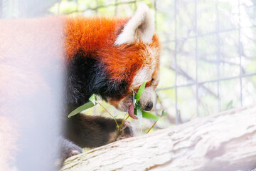 可愛いレッサーパンダ（パンダ科）。
英名学名：Lovely red panda (Ailurus...
