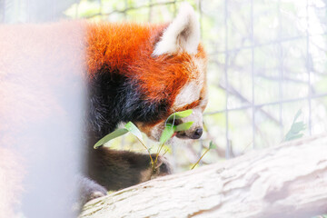 可愛いレッサーパンダ（パンダ科）。
英名学名：Lovely red panda (Ailurus fulgens, panda family).
静岡県賀茂郡熱川-2025年
