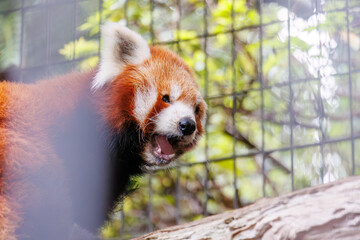 可愛いレッサーパンダ（パンダ科）。
英名学名：Lovely red panda (Ailurus...