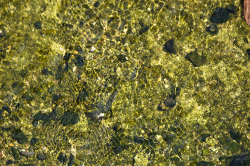 涼しげな風景　透き通る水