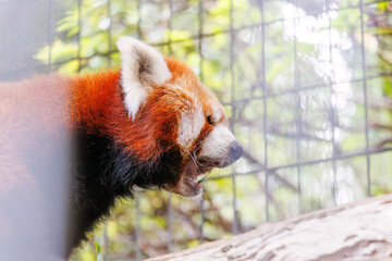 可愛いレッサーパンダ（パンダ科）。
英名学名：Lovely red panda (Ailurus...