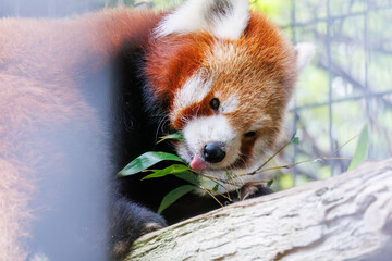 可愛いレッサーパンダ（パンダ科）。
英名学名：Lovely red panda (Ailurus...