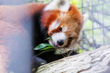 Fototapeta premium 可愛いレッサーパンダ（パンダ科）。 英名学名：Lovely red panda (Ailurus fulgens, panda family). 静岡県賀茂郡熱川-2025年 