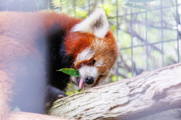 可愛いレッサーパンダ（パンダ科）。
英名学名：Lovely red panda (Ailurus fulgens, panda family).
静岡県賀茂郡熱川-2025年
