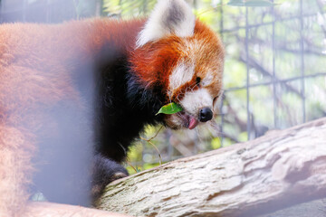 可愛いレッサーパンダ（パンダ科）。
英名学名：Lovely red panda (Ailurus...