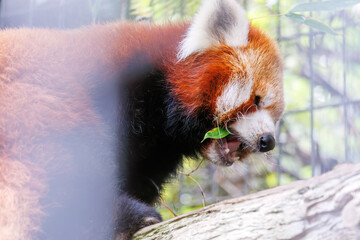 可愛いレッサーパンダ（パンダ科）。
英名学名：Lovely red panda (Ailurus...